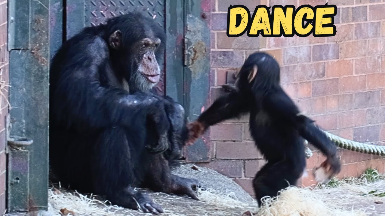 Baby Chimp Dances For Dad Watch Dads Reaction!