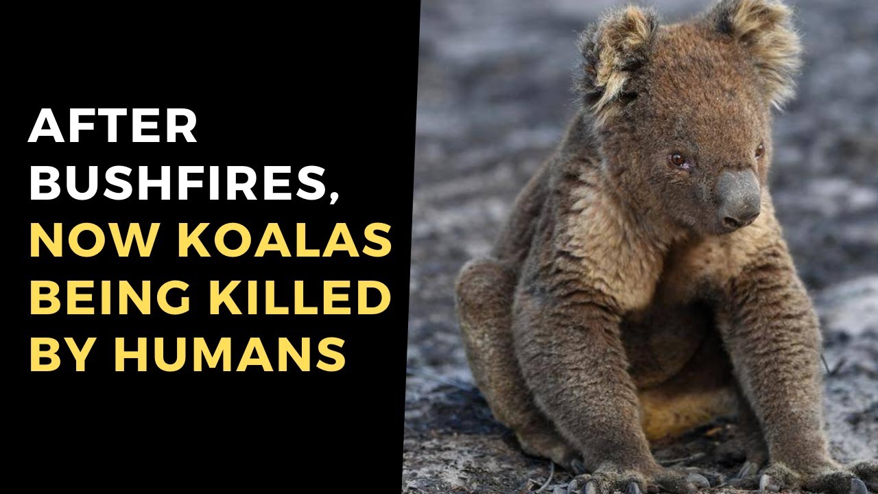 Koala Bear: After Thousands Of Koalas Died In Bushfires, 500 More Killed In Australia