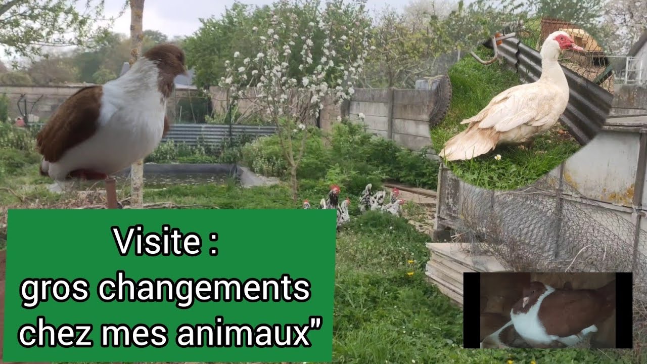 Visite de l’élevage : nouveautés chez les cailles, pigeonneaux Strasser & poules de Gournay