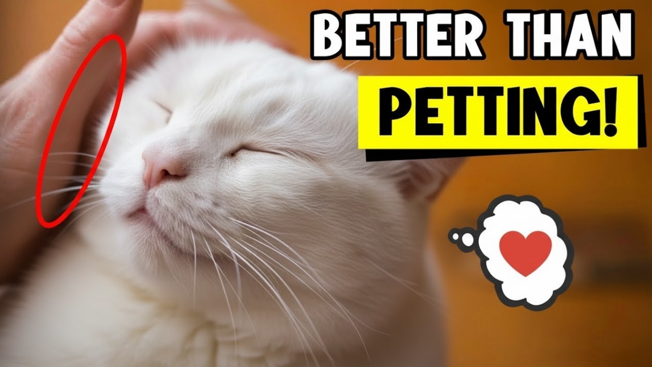 10 Things Your Cat Enjoys Even More Than Belly Rubs