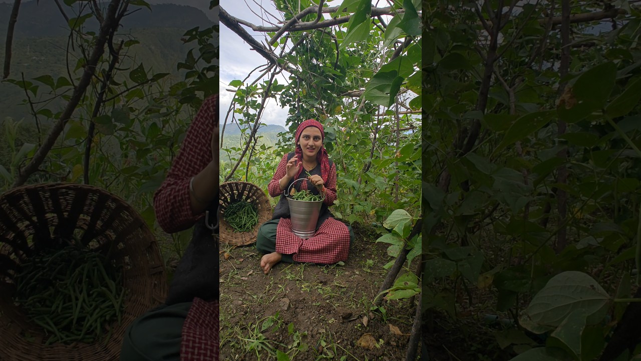 Aapki's favorite vegetable?#shrutisharma#pahari#himachaligirl#himachal#beans #vegetable#shrutipahari