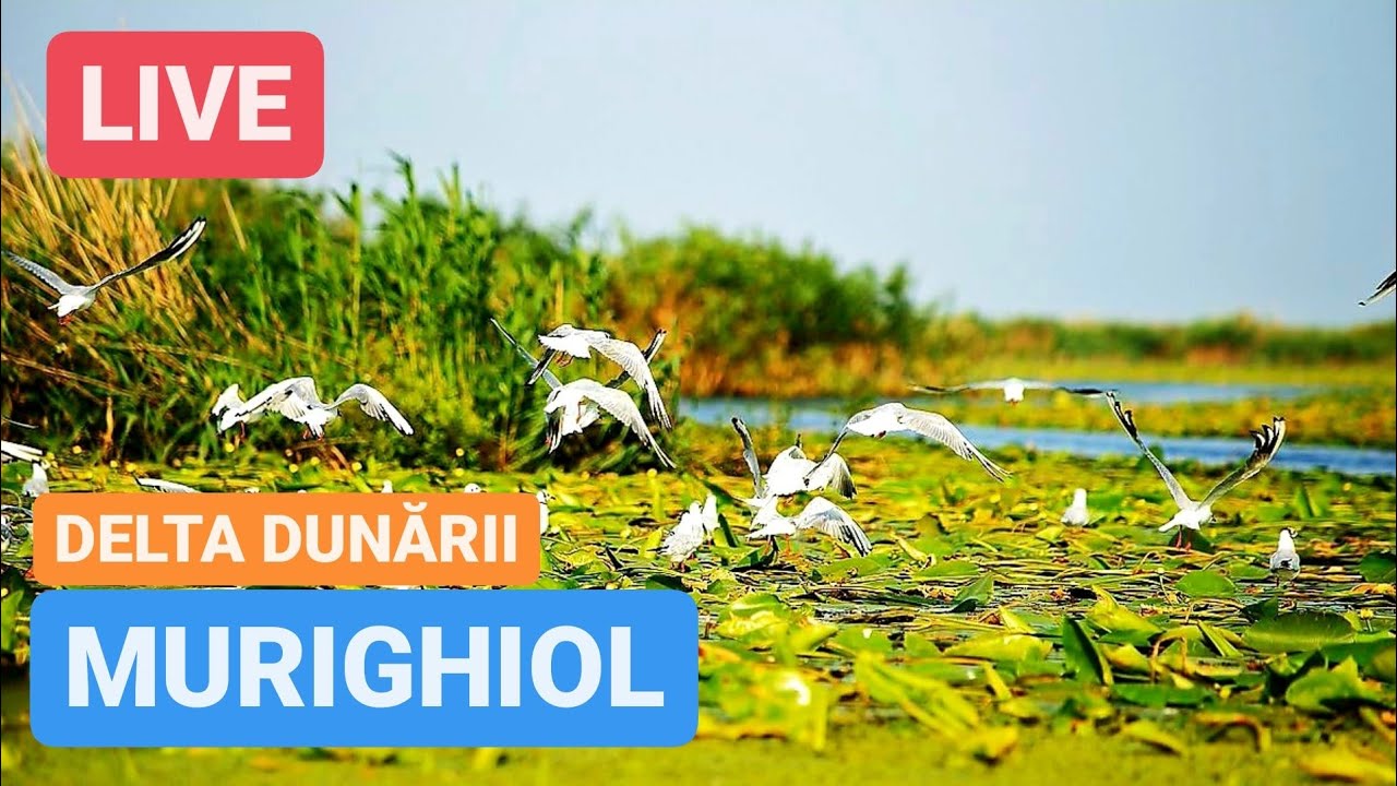 🔴 LIVE din MURIGHIOL - DELTA DUNĂRII | Brațul Sfântu Gheorghe