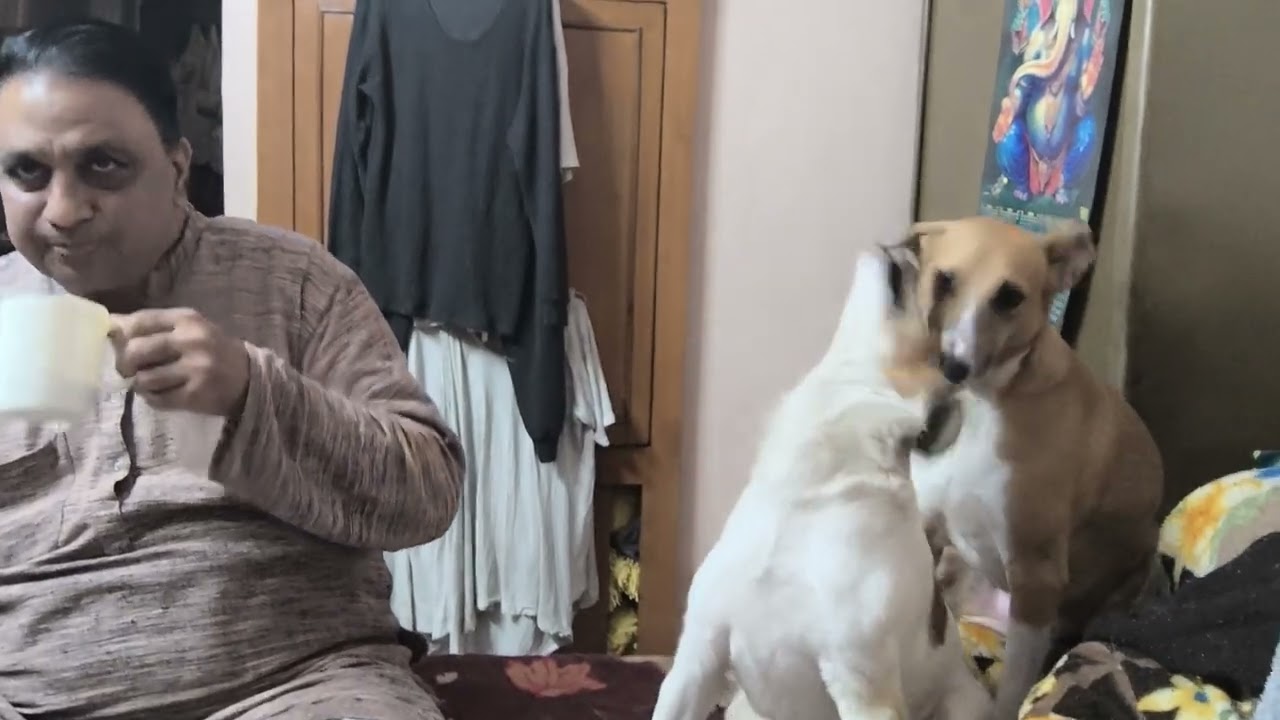 Naughty dogs playing on bed while human dad eats