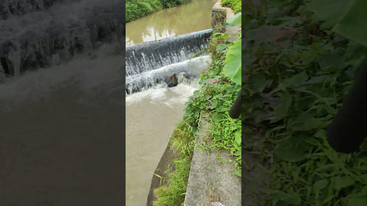 Spot rahasia 🤫 Masih banyak ikan nya cuy  #shorts #mancing #fishing