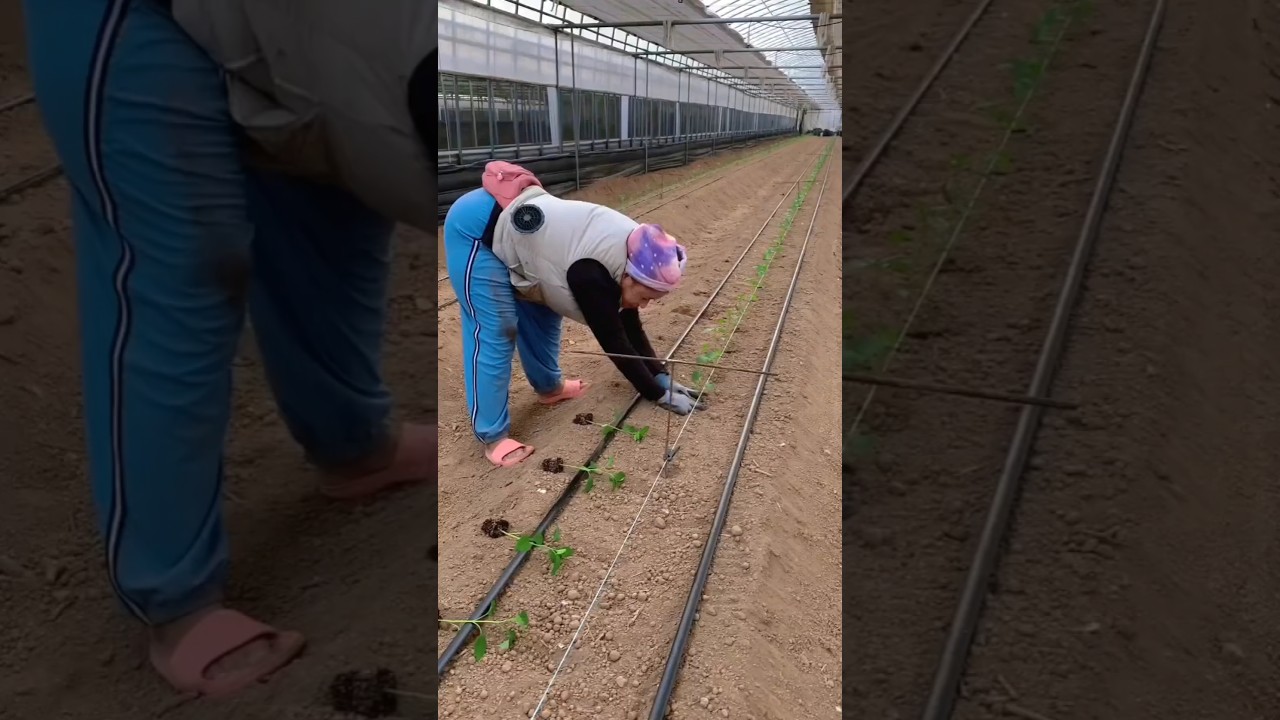 #shorts #agriculture #farming2024 #satisfying #shot #EliteShortsUnleashed #3285