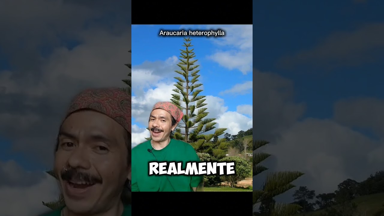 Araucarias