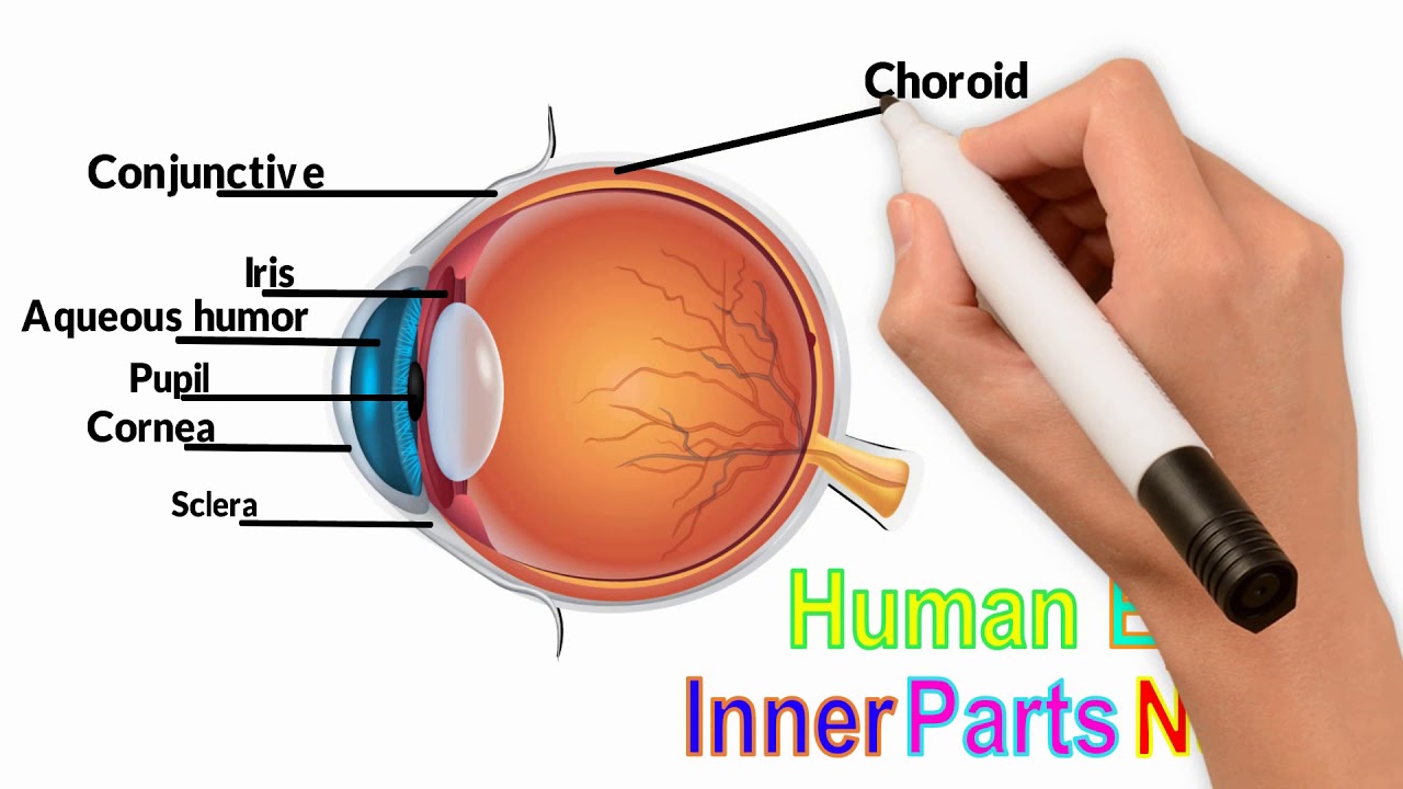 Learn Human Eye Inner Parts name | Eye Anatomy for kids