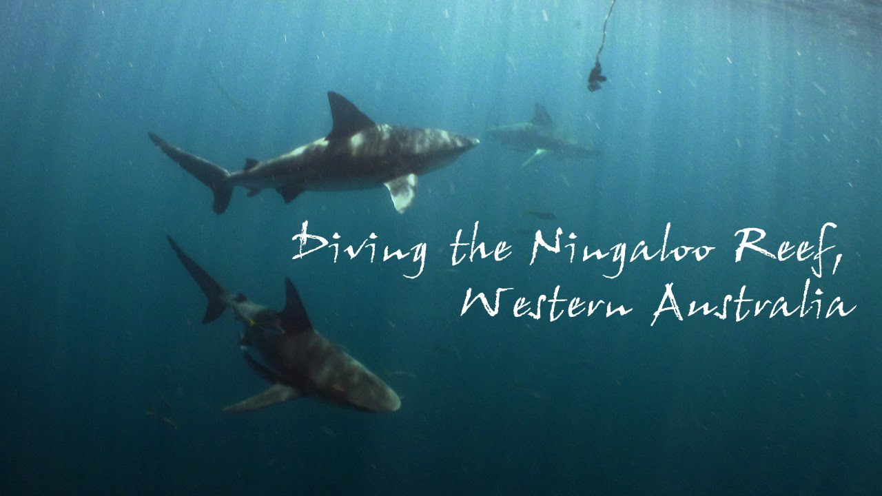 Diving the Ningaloo Reef, Western Australia