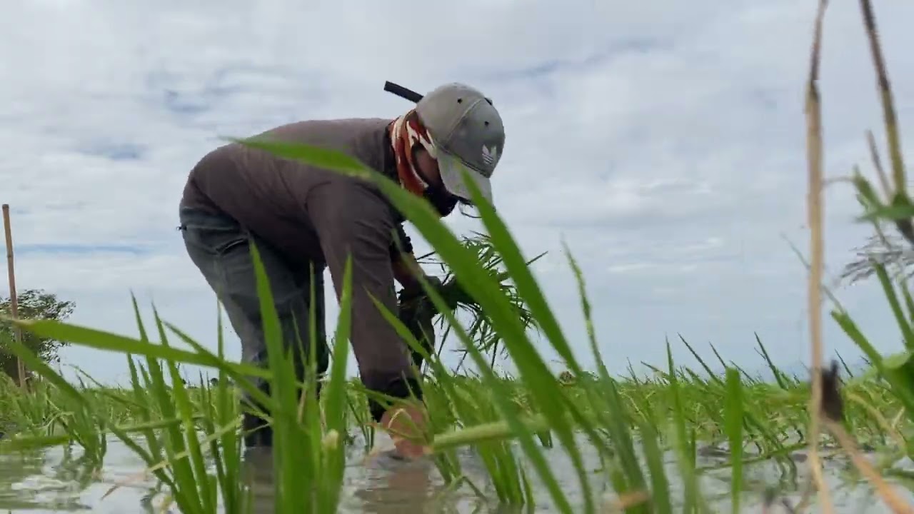 Rice farming - hybrid rice bunubun @ 21 days, longping 937 @ 7 dat