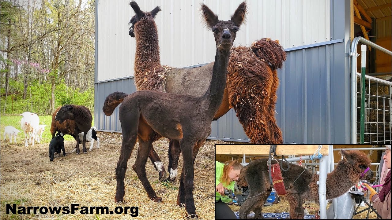 Shearing Llamas, Alpaca, and Romanov Sheep