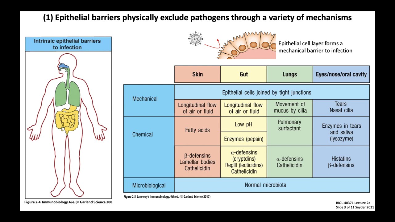Lecture 2a: Introduction to Innate Immunity