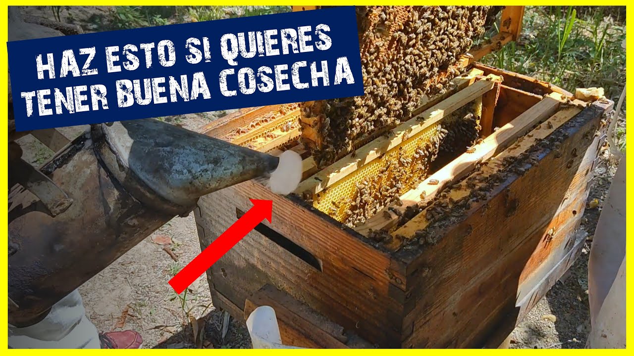 Asi estoy preparando las Colmenas para la Cosecha