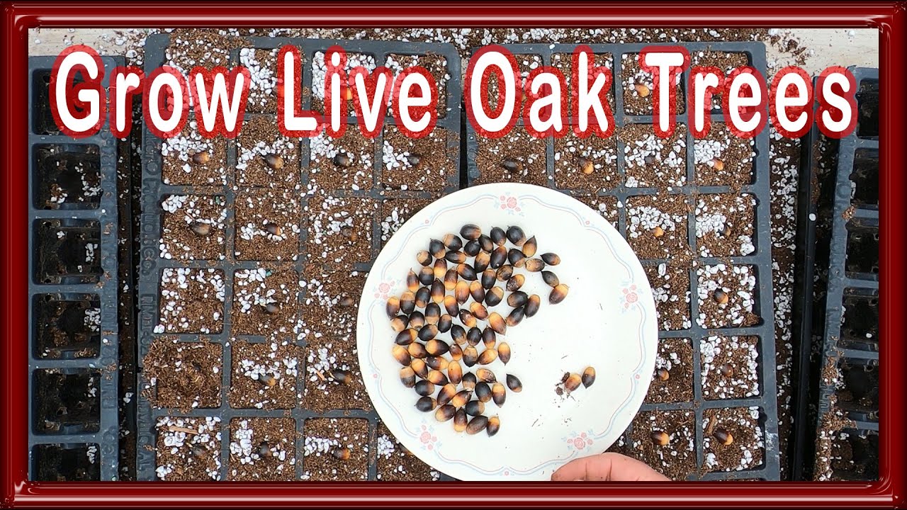 Grow Live Oak Trees From Seed 2021