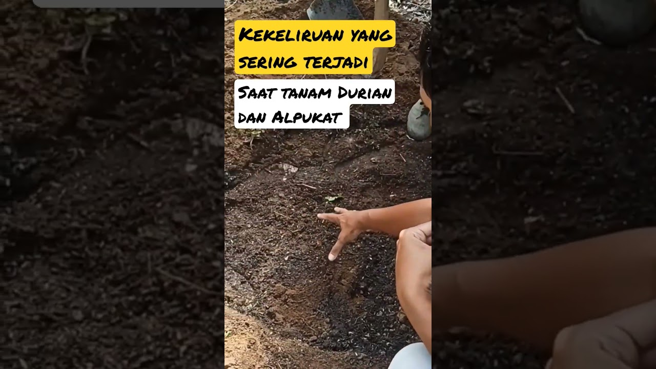 Kekeliruan yang sering terjadi saat tanam Durian dan Alpukat (Link Video Lengkapnya Cek Deskripsi) ✅