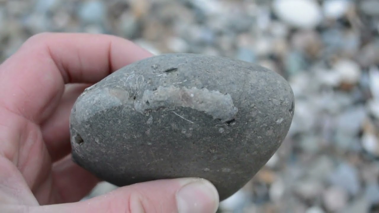 Speeton Fossils #ammonites #fossilhunting