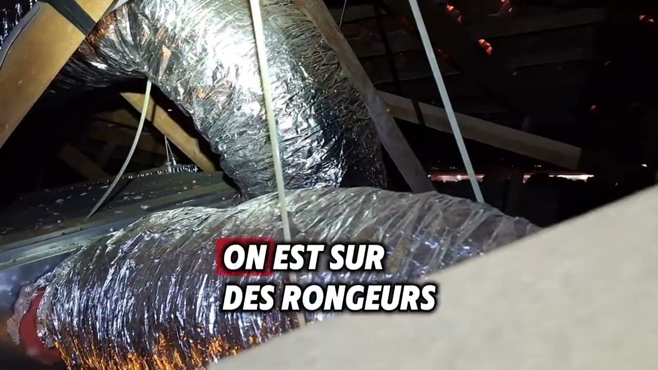 D&eacute;ratisation dans les combles : pourquoi &ccedil;a ne marche pas chez vous ?