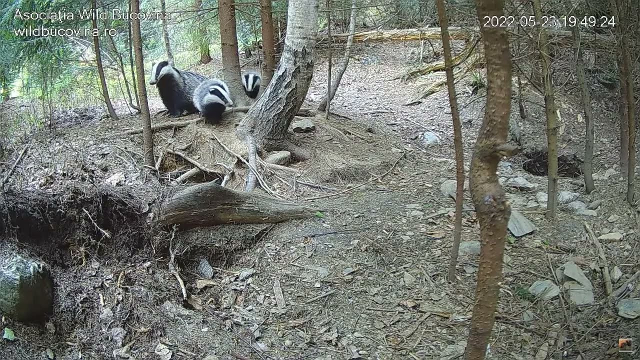 Atac la bursuci / Badgers are attacked.