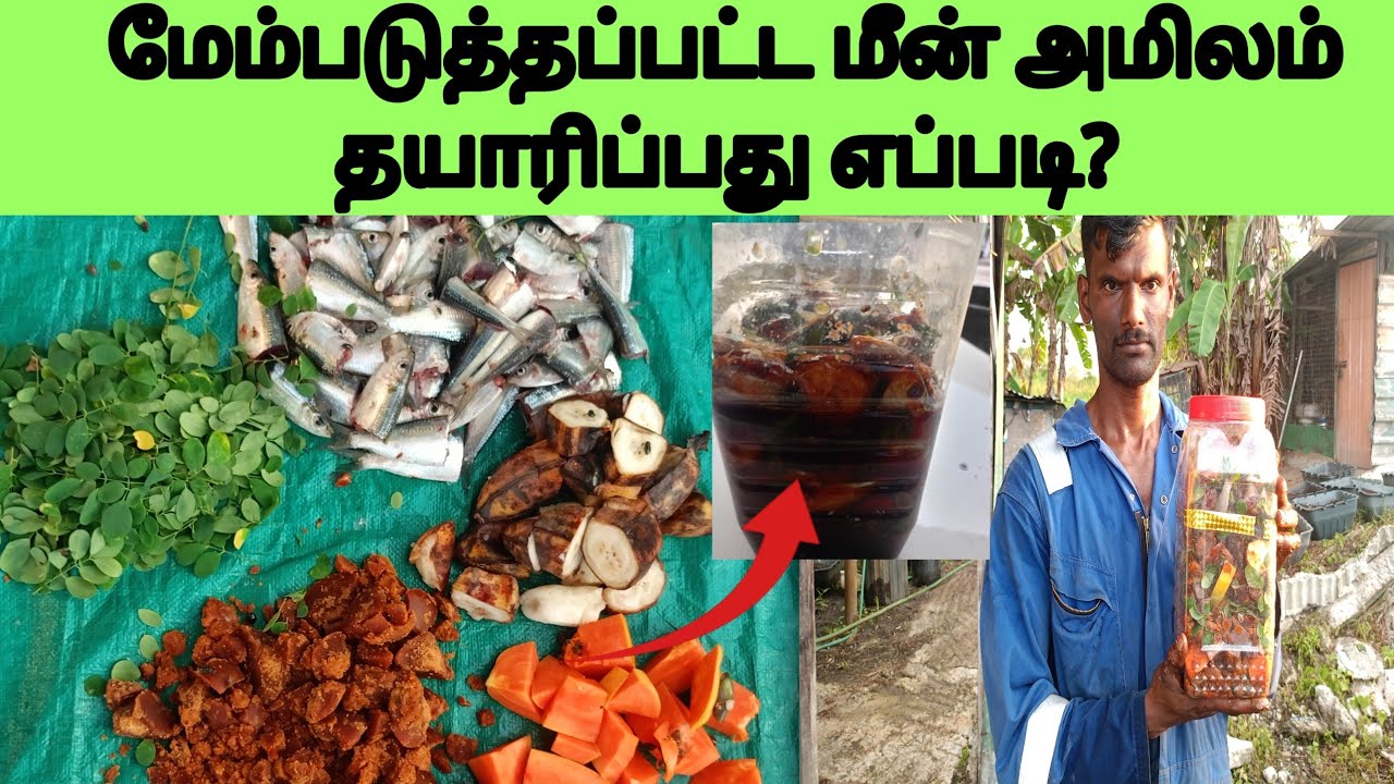 மீன் அமிலம் தயாரிப்பது எப்படி?How to make fish amino acid? Meen amilam thayarikkum murai.