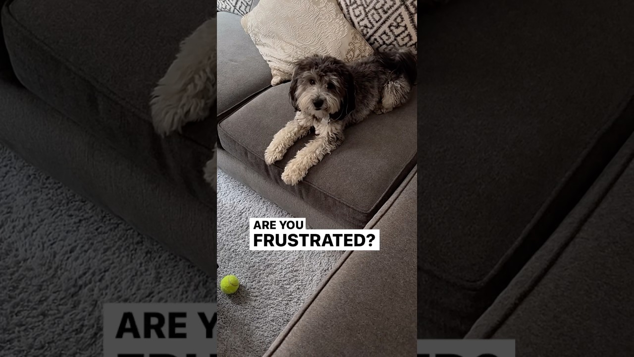 Frustrated Dog Asks for Help | Try Not to Laugh 🤭🐶 