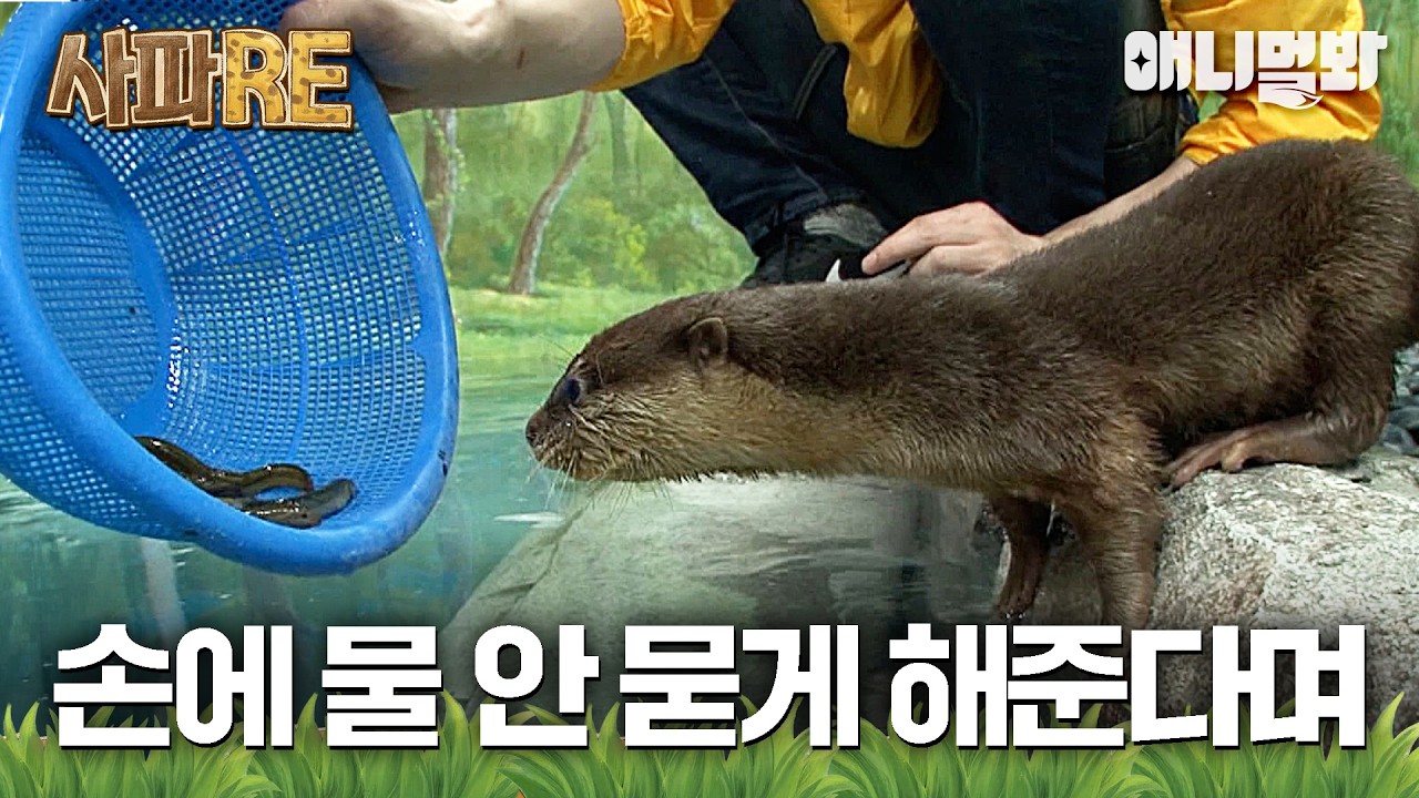 [#사파RE] 수달의 수는 '물 수' 인데...물이 싫다는 수달이 있다?🦦 #TV동물농장 #AnimalFarm #애니멀봐