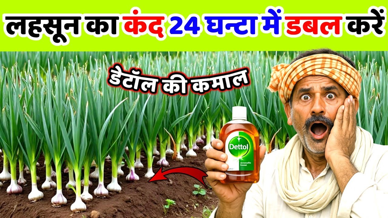 लहसुन का कंद मोटा करने का सबसे आसान तरीका | lahsun ka kand kaise badhaye | lahsun ko mota kaise kare