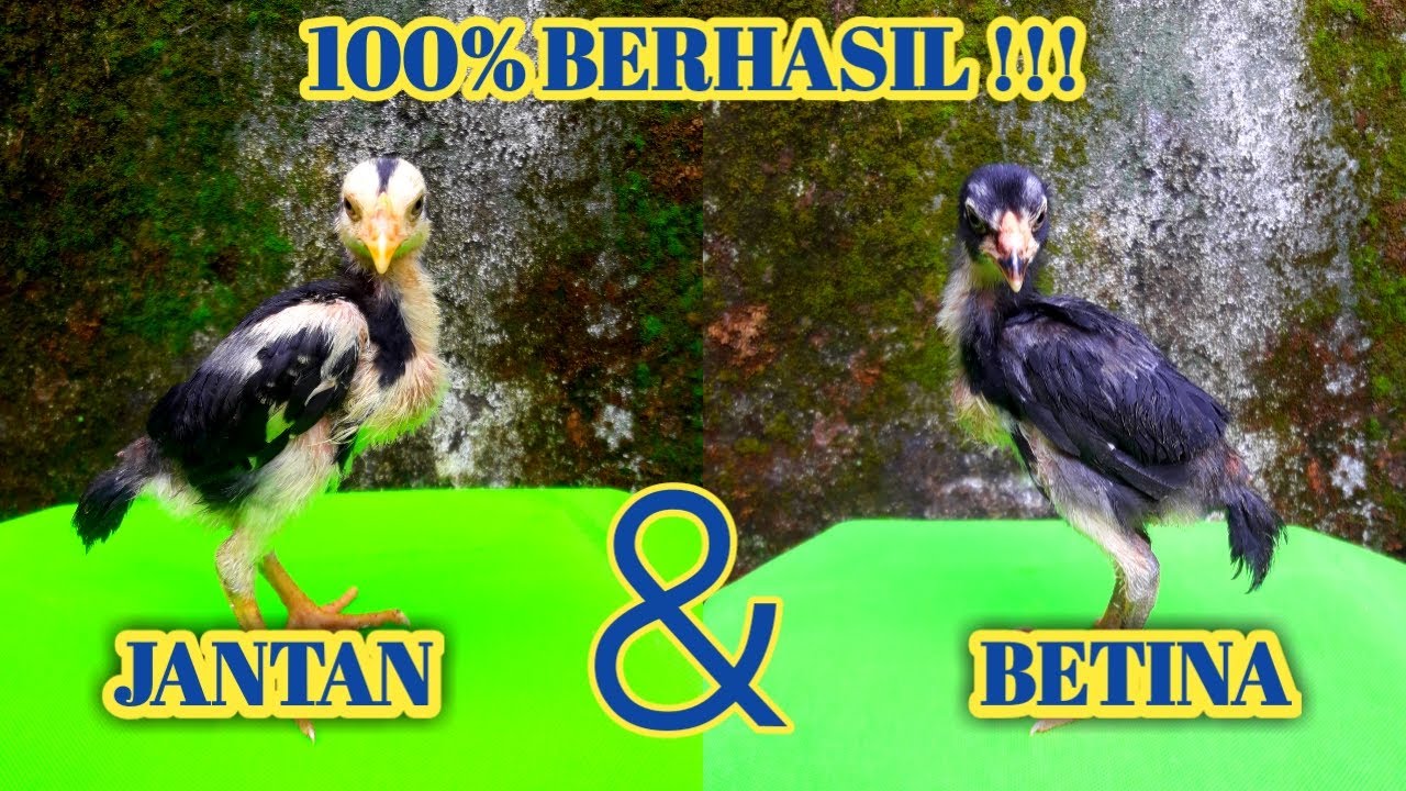 CARA MEMBEDAKAN AYAM JANTAN DAN BETINA#ayambangkok#perawatanayam