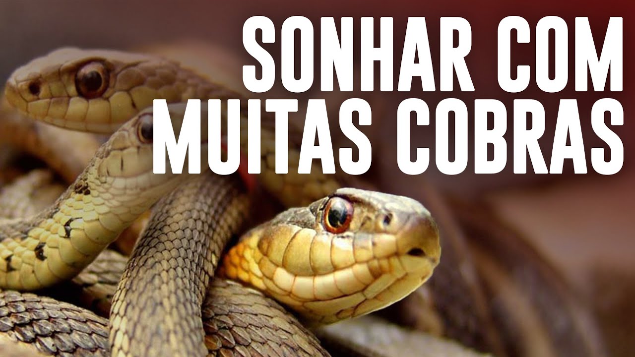 SONHAR COM MUITAS COBRAS: Significado e interpreta&ccedil;&otilde;es - &Eacute; MORTE?
