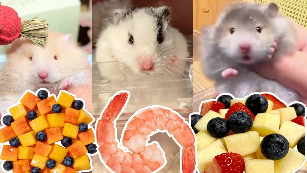 沉浸式配粮！快来看看鼠鼠们每天吃什么吧！🐹【一只笨鼠】#仓鼠 #pets #food #animals #cooking