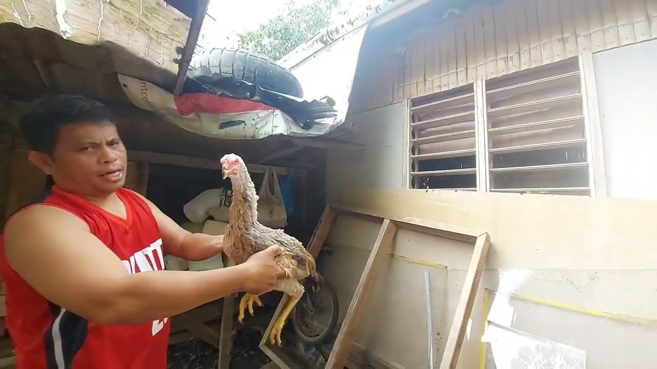 introducing my imported chicken Japanese shamo 