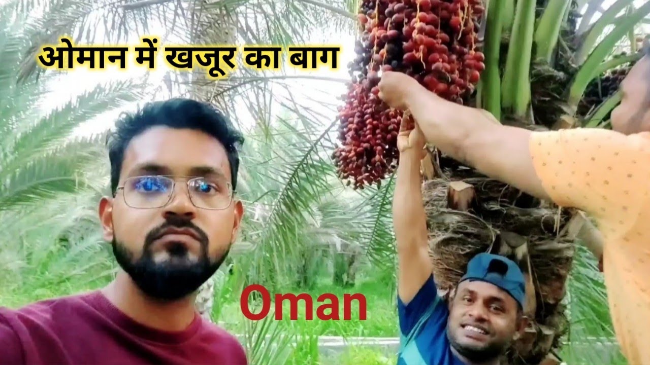 ओमान में खजूर का बाग🌴🌴🌴🌴│Biggest palm garden in Oman│Dates tree in Oman│@ErMdSajid