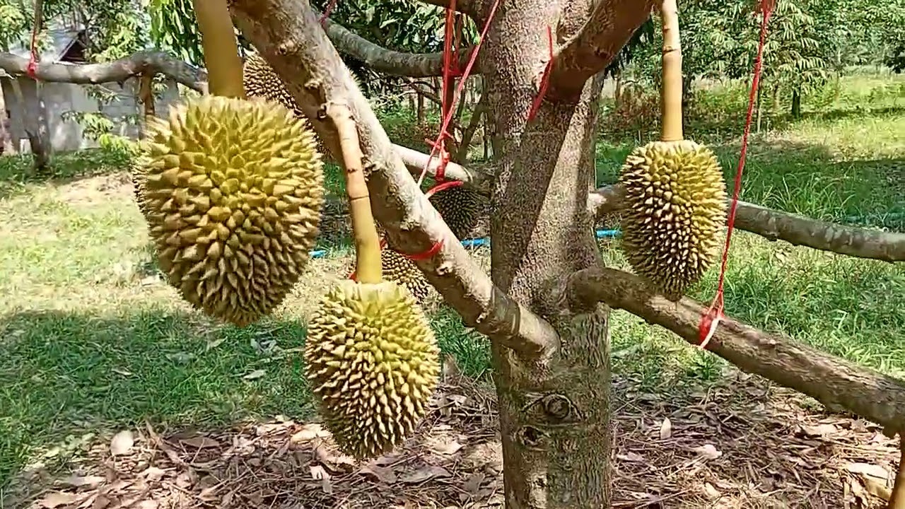 ติดตามการพัฒนาของลูกทุเรียนเล็ก ต่อครับ