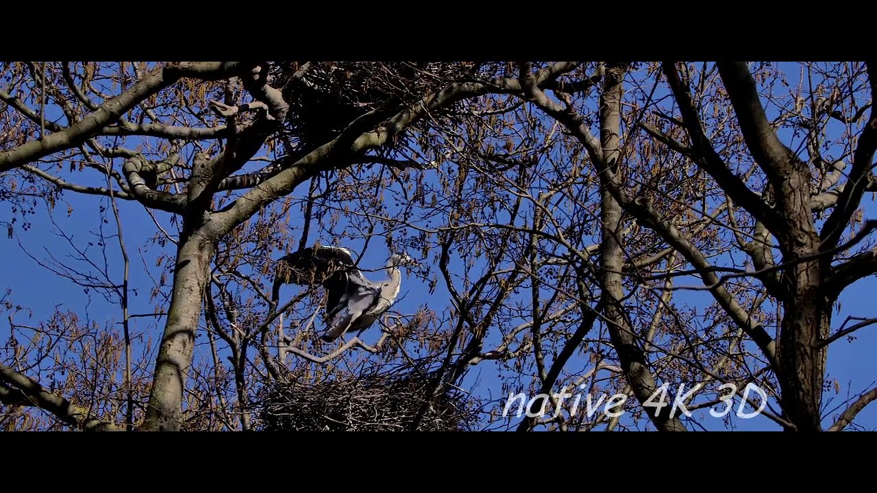 Czaple - Grey heron - Graureiher (Ardea cinerea)