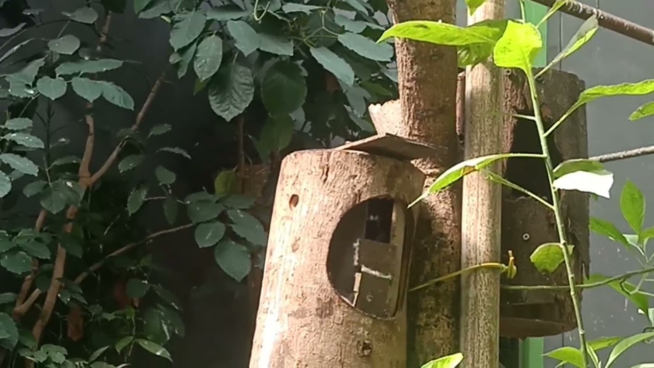 Panen gelatik wingko/batu diaviari ... Alhamdulilleh 5 cindilan