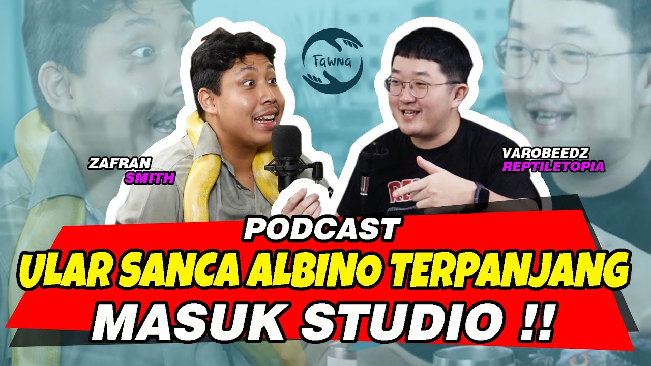 SATU STUDIO KAGET !! ZAFRAN SMITH BAWA ULAR SANCA ALBINO TERPANJANG DI INDONESIA @zafransmith