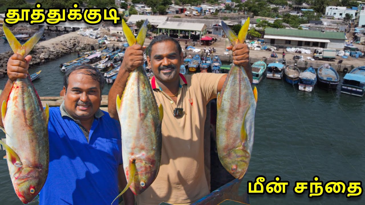 திரேஸ்புரம் தூத்துக்குடி டன் கணக்கில் மீன்கள் | WFT Vlog