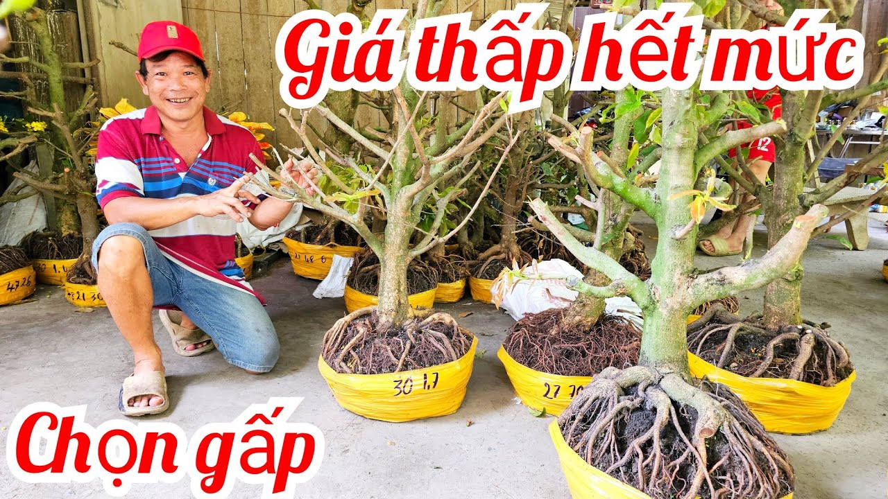 A. Minh 📲 0339417719 mai Đế VIP mai giảo Thủ Đức giá rẻ 4/3 (@MaivàngQuêdừa)