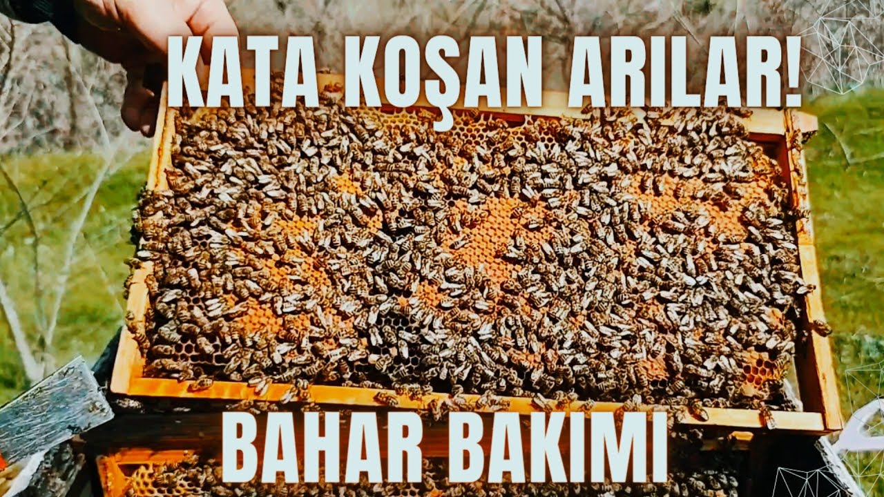 BAHAR BAKIMI KATA KOŞAN ARILAR!/ KOLONİ YÖNETİMİ ARIYI KATA HAZIRLAMA