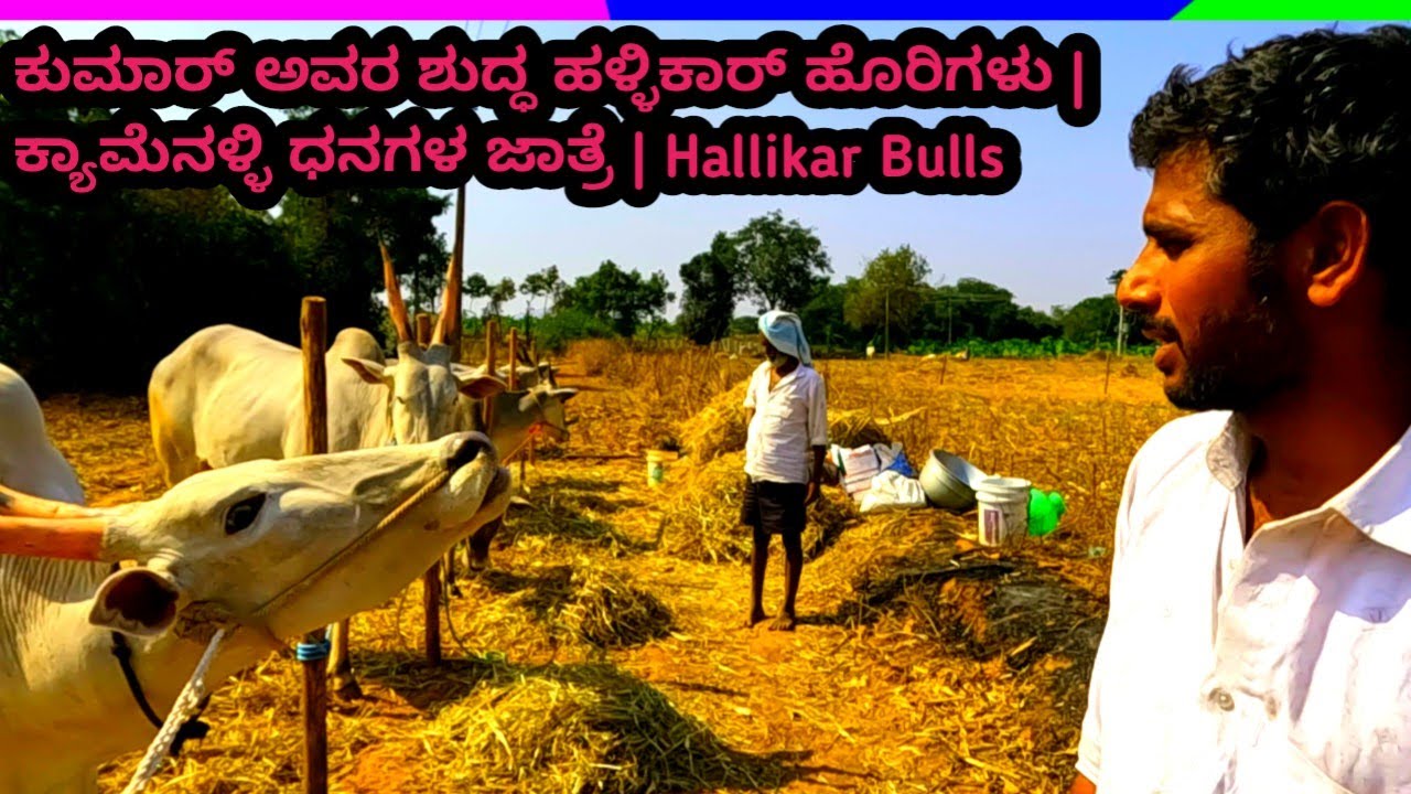 ಕ್ಯಾಮೆನಳ್ಳಿ ಜಾತ್ರೆಯಲ್ಲಿ ಕುಮಾರ್ ಅವರ ಹಳ್ಳಿಕಾರ್ ಹೊರಿಗಳು | ರೈತರ ಅನುಭವ | Hallikar Breed