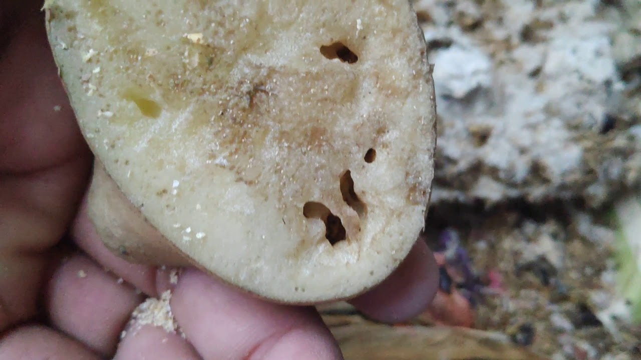 Meal Worms, Buffalo worms, very important in Poultry and fish farming