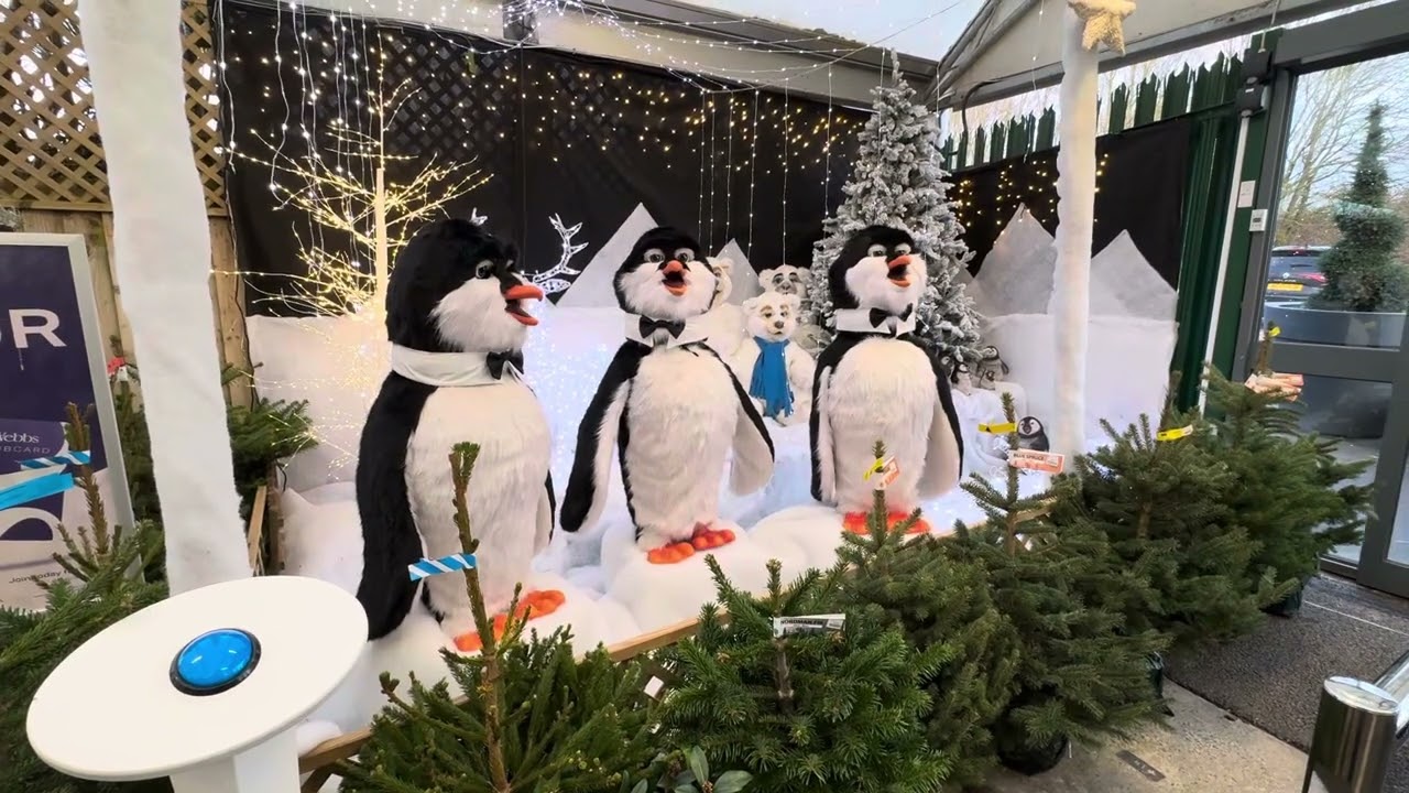 Singing penguins 2023 pt.3