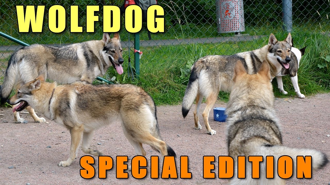 Czechoslovakian Wolfdog / Vlcak Lovec, Dawg Park VIII - Wolf Special II; pack of wolf dogs playing