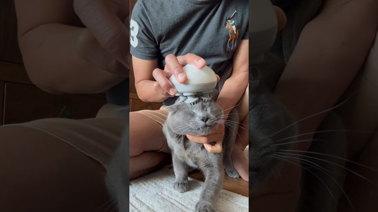 First time using a cat massager