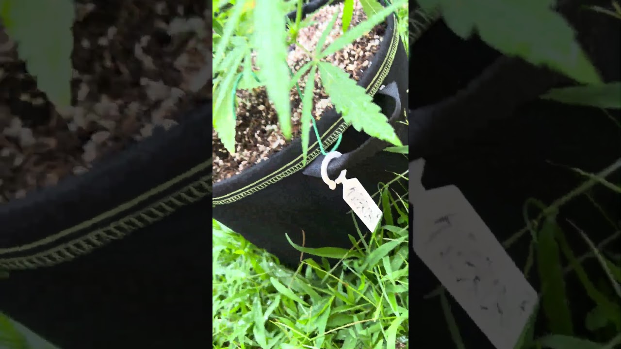 Super Critical #2 Day 38 | Homegrown Cannabis in Tropical Thailand | Weed Outdoor Grow | #BudHead