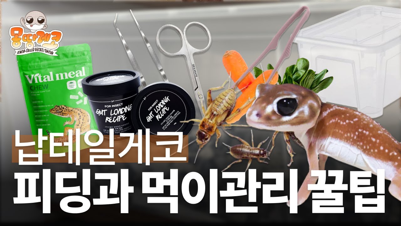 납테일게코, 피딩과 관련된 모든 꿀팁 탈탈 털어드립니다 ｜납테일게코샵 몽땅게코 ｜ knobtailed gecko feeding