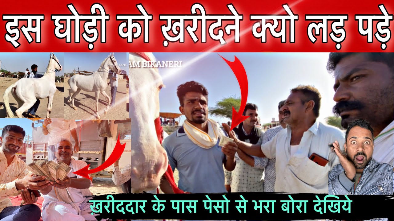 बीसहज़ार के सोदे में देखिये कितनी माथा-पच्ची मालिक को लिया पँजे में महँगेघोड़े ओनेपोने दाम में बिके