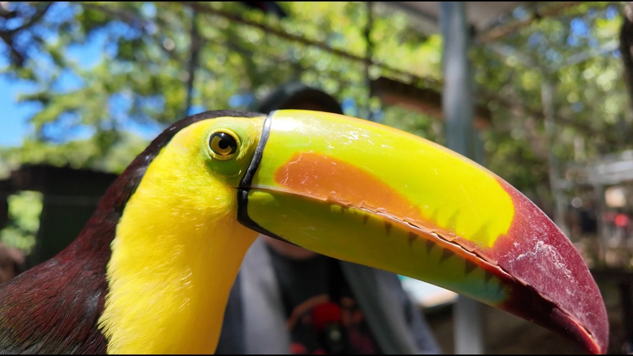Mayan Eden Park: A Paradise for Monkeys
