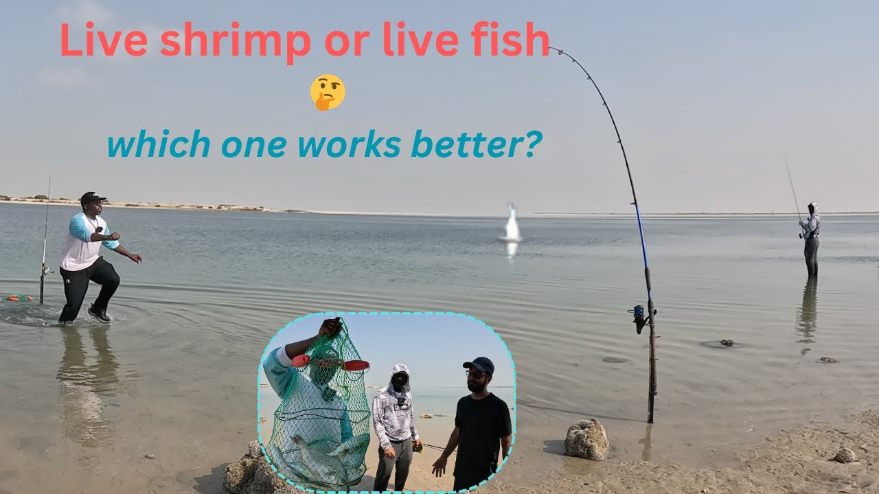 I caught more FISH doing this | Part 3 - Live shrimp bait