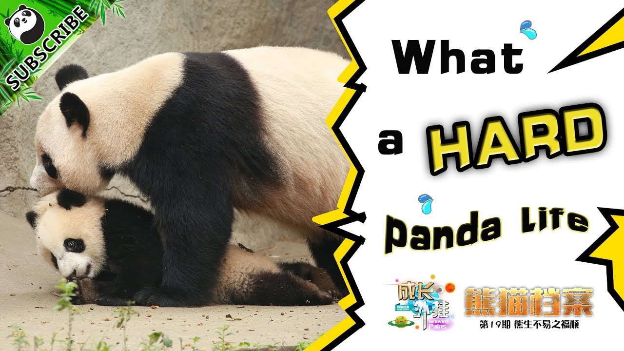 【Panda Scanning】Ep9 The Relationship Between Fu Shun And Qi Fu Is Indeed Unique! | iPanda