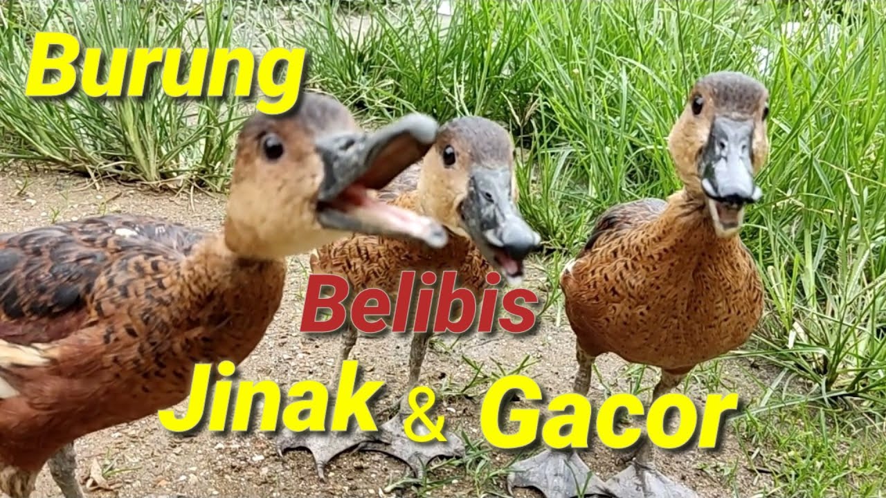 Burung blibis jinak dan gacor
