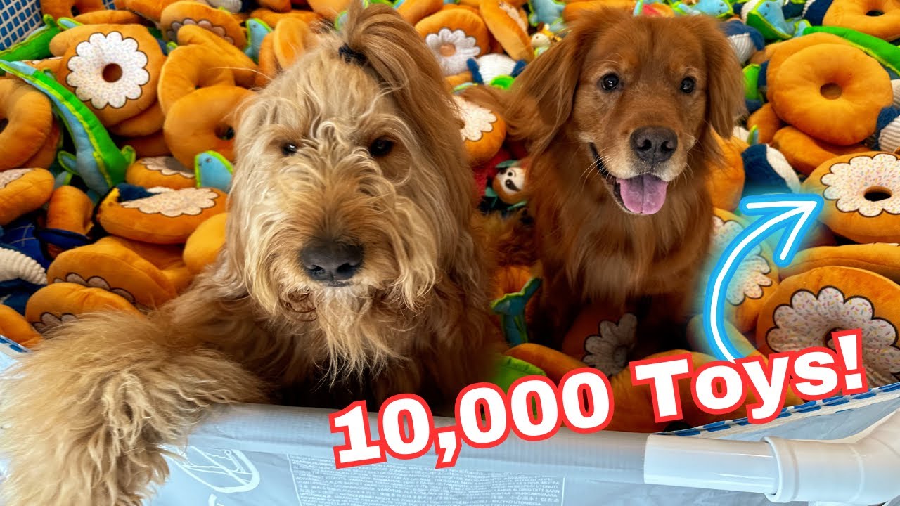 Я построил игрушечную игровую площадку для своих собак из 10 000 игрушек!
